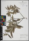 Foto von Salix atrocinerea Brot. x Salix salviifolia Brot.